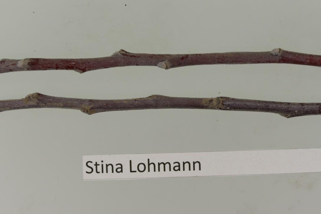 Stina Lohmann