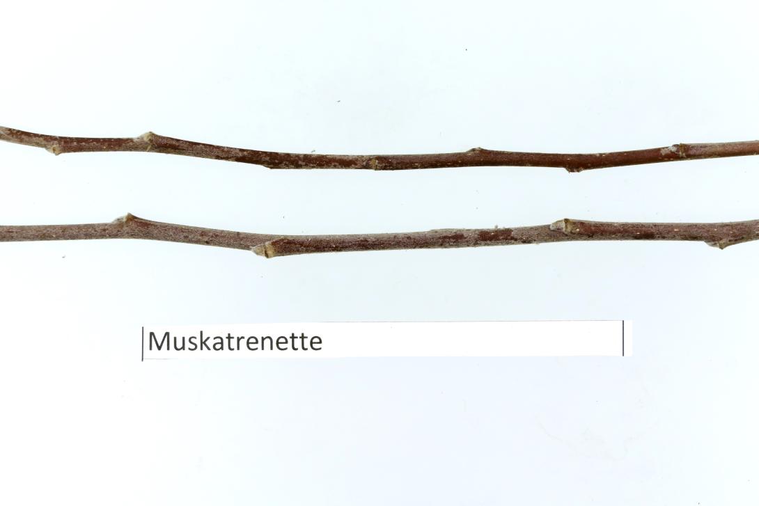 Muskatrenette