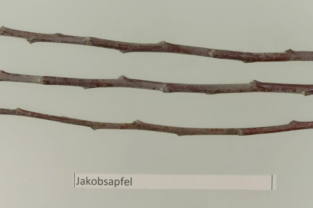 Altländer Jakobsapfel