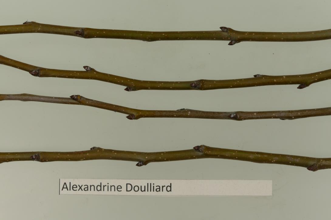 Alexandrine Douillard