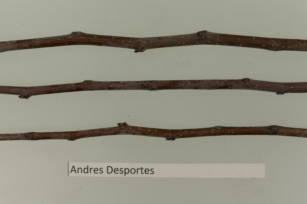 Andre Desportes