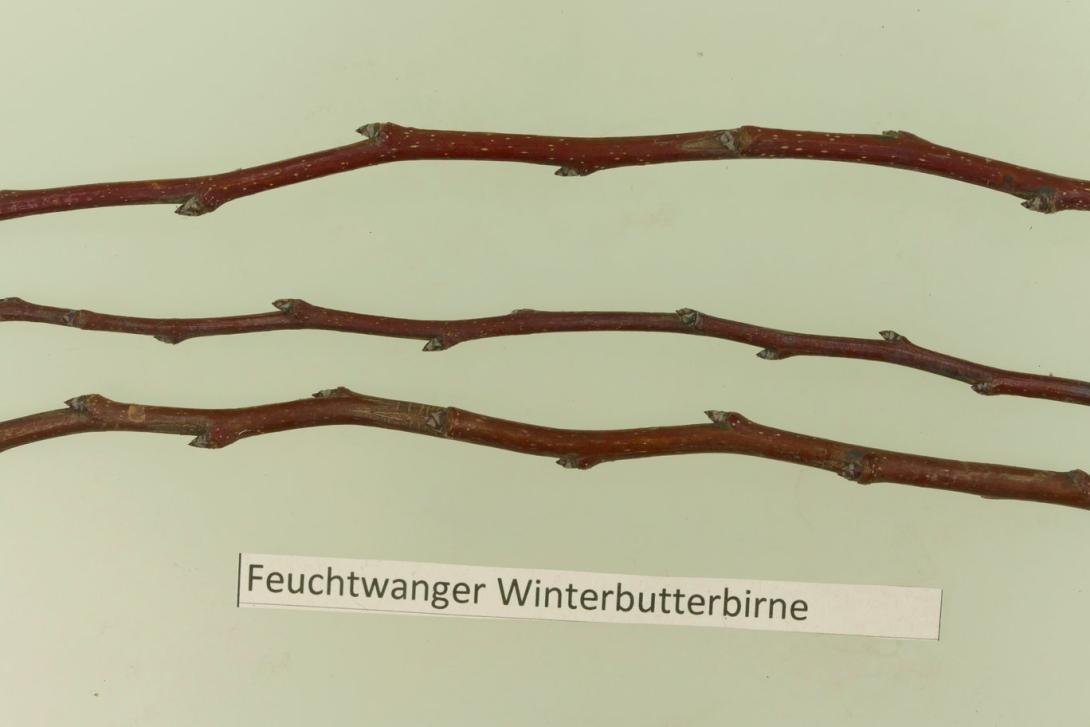 Feuchtwanger Butterbirne