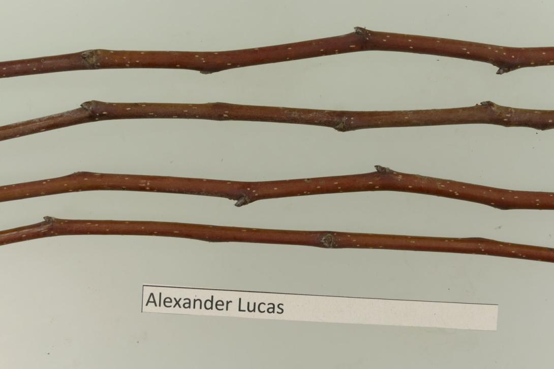 Alexander Lucas