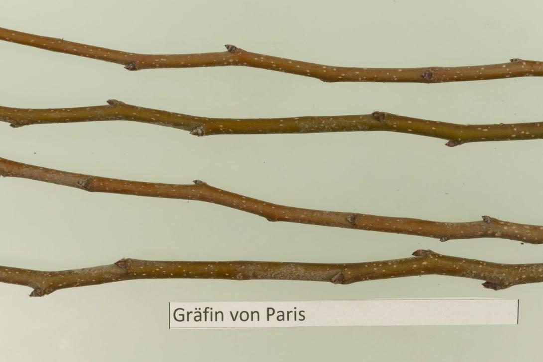Gräfin von Paris