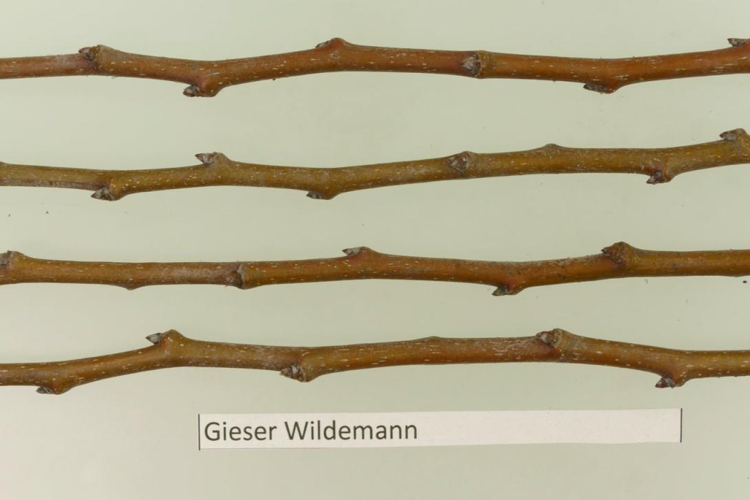 Gieser Wildeman