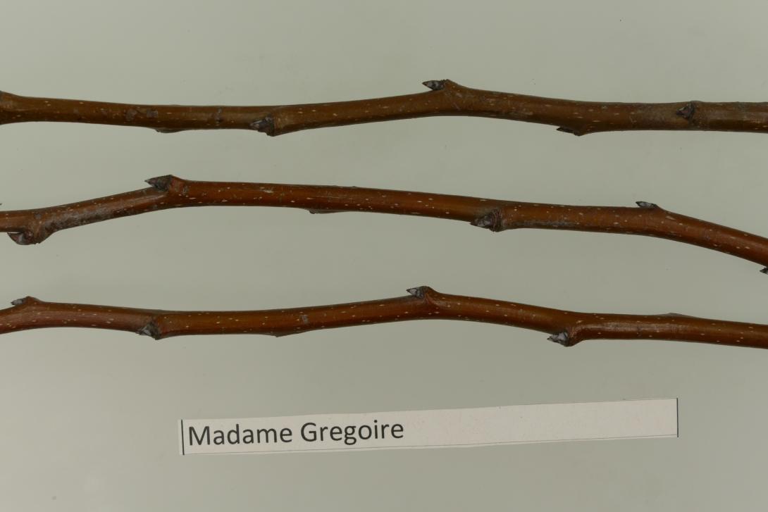 Madame Gregoire