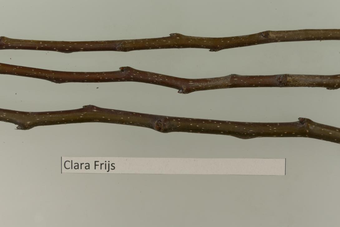 Clara Frijs