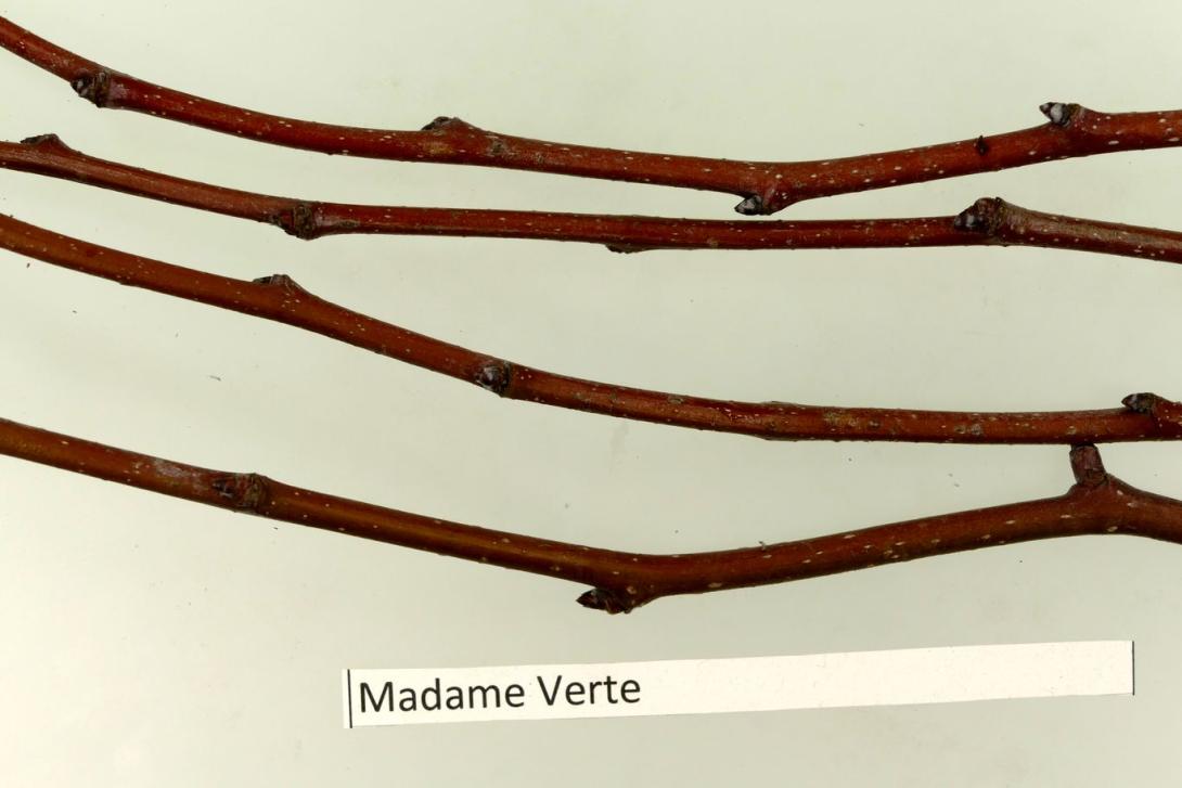 Madame Verte