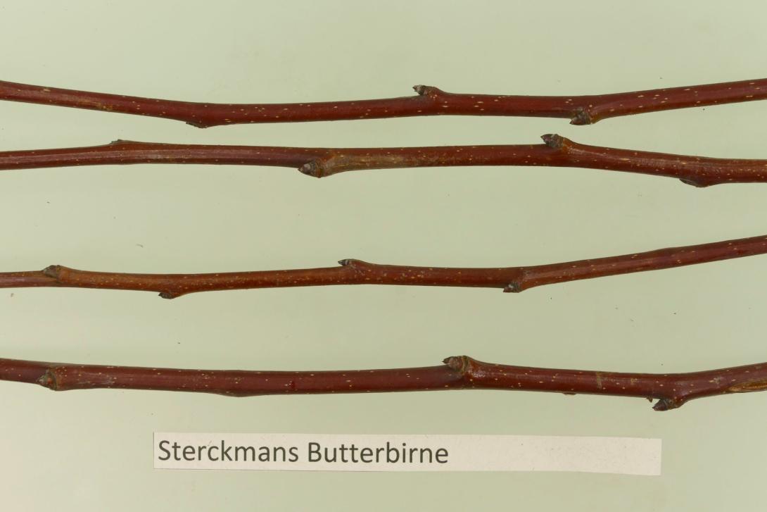Sterckmans Butterbirne