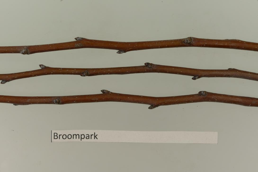 Broompark