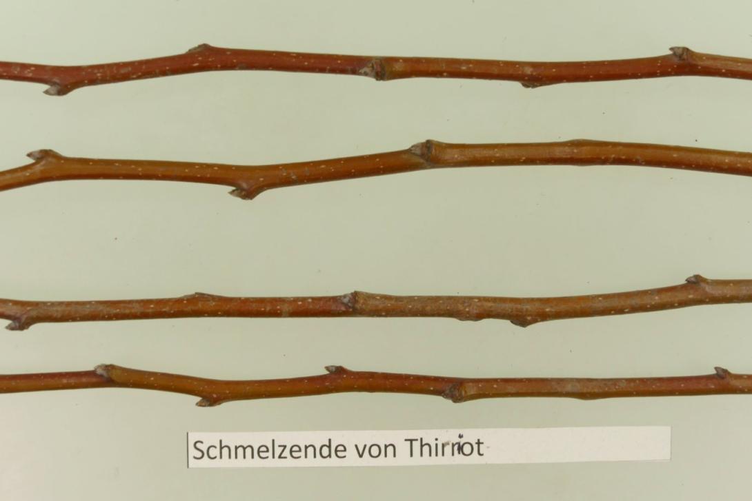 Schmelzende aus Thirriot