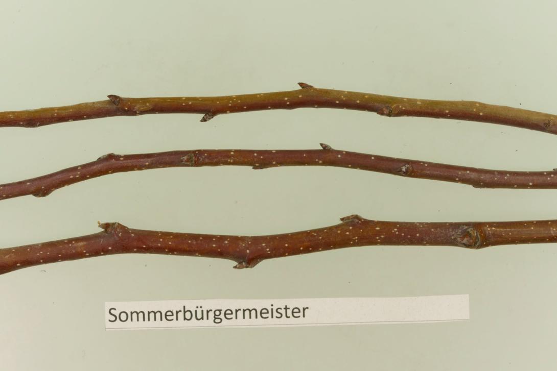 Sommer Bürgermeisterbirne