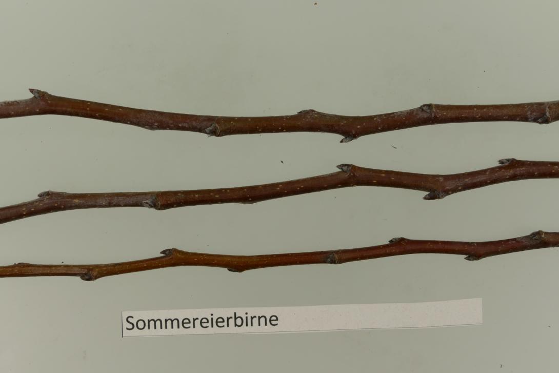 Sommereierbirne