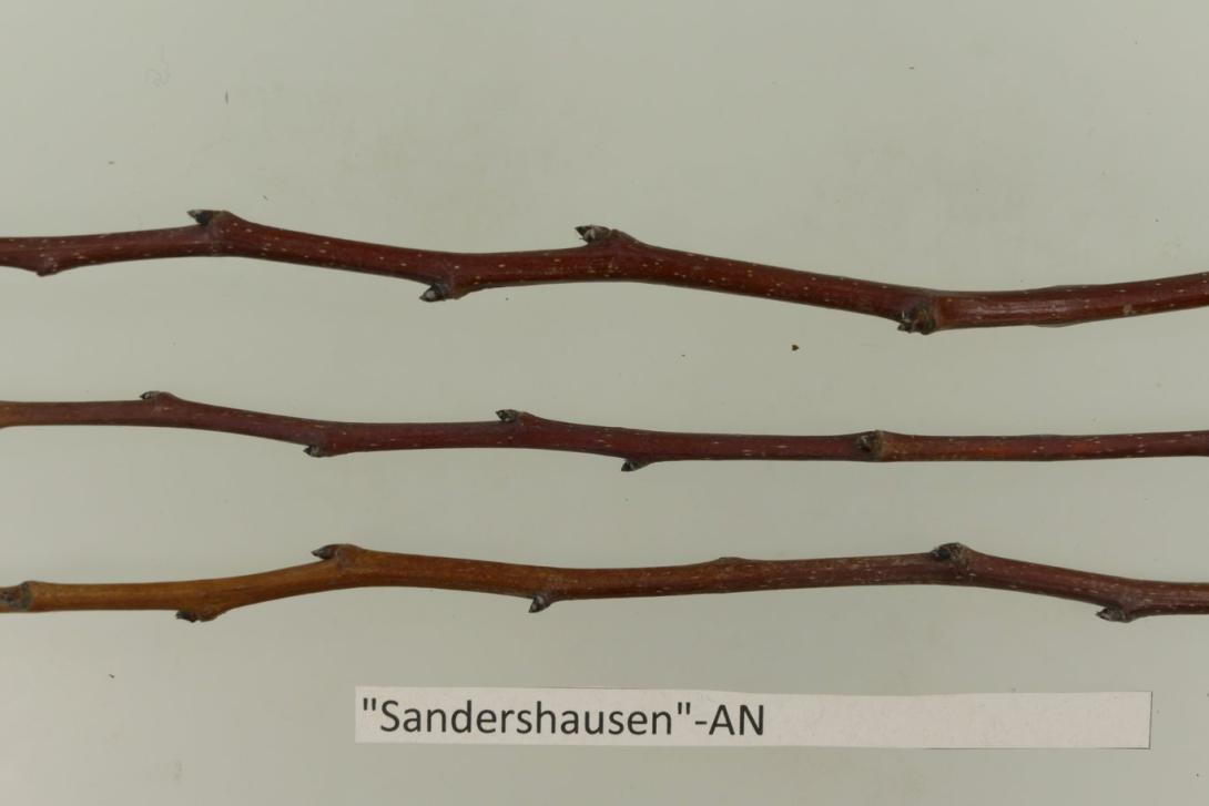"Sandershausen"-AN