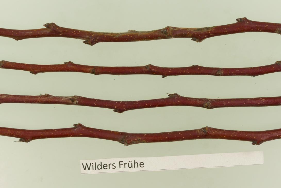 Volkmarser Birne