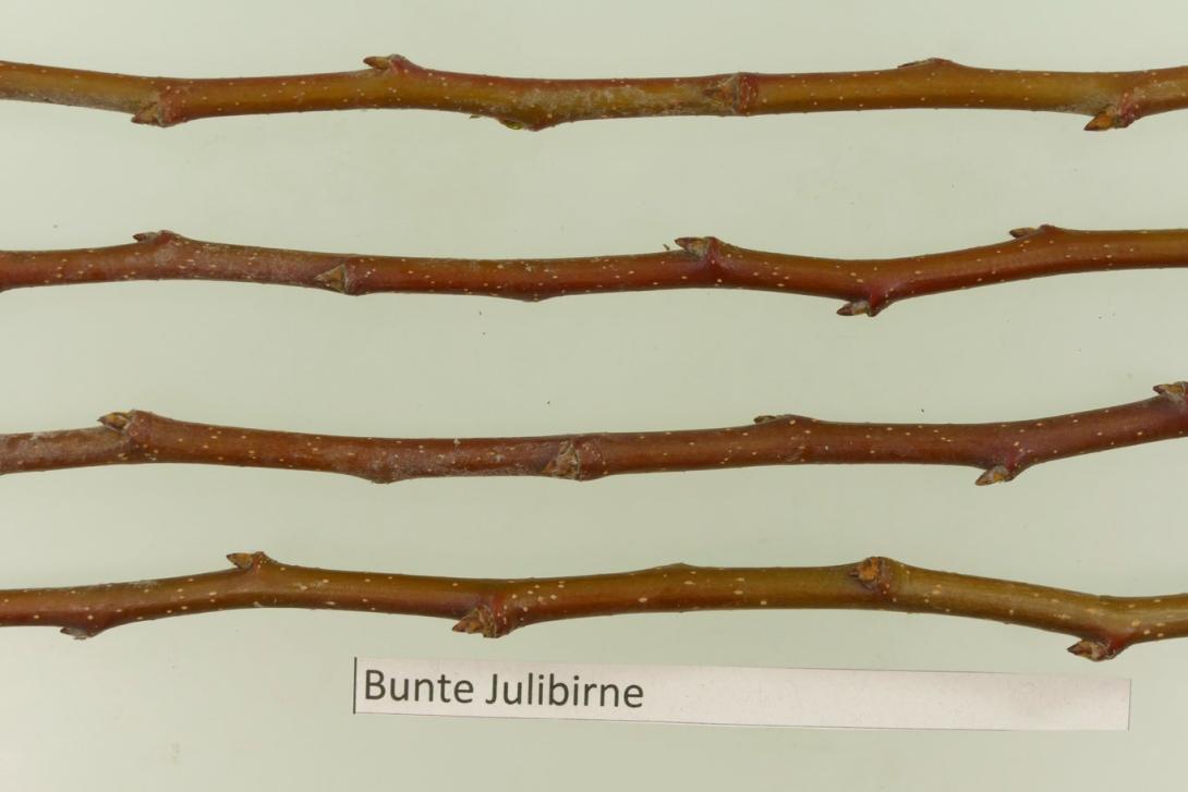 Bunte Julibirne