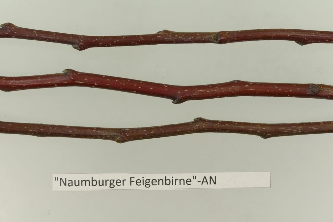 "Naumburger Feigenbirne"-AN