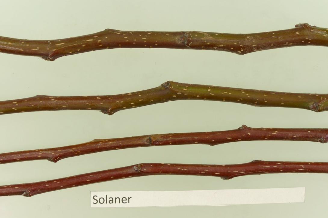 Solaner