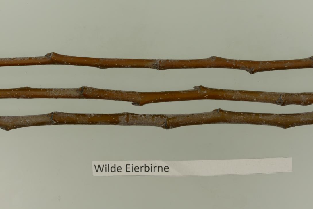 Wilde Eierbirne