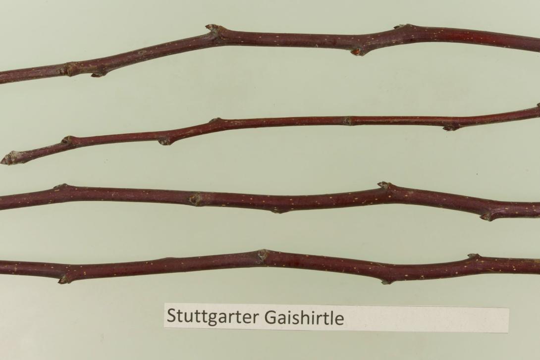 Stuttgarter Geishirtle