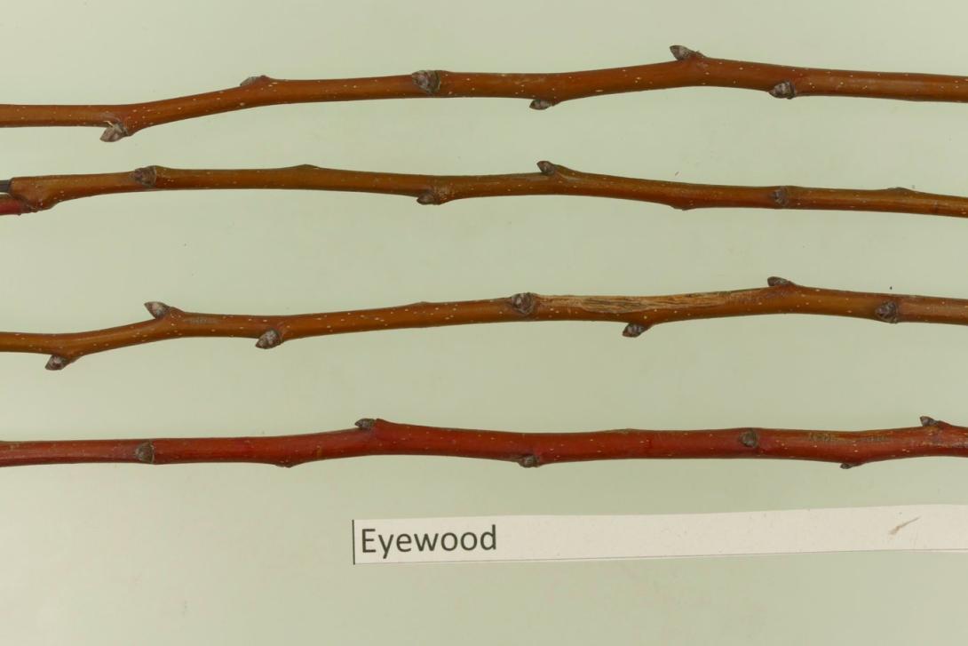 Eyewood