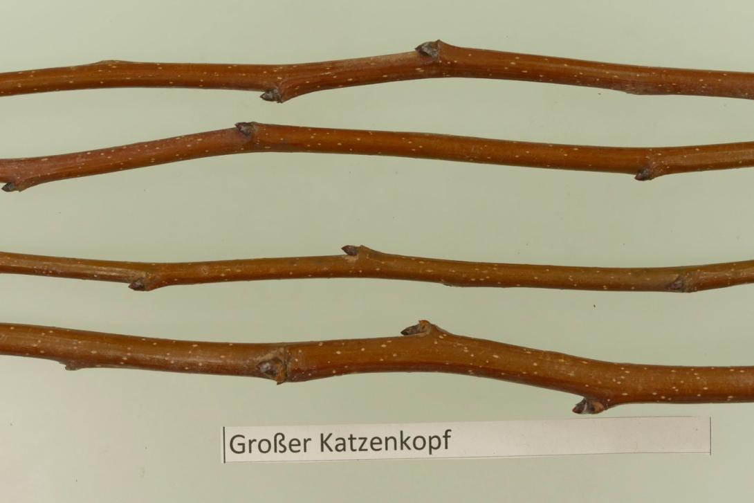 Grosser Französischer Katzenkopf