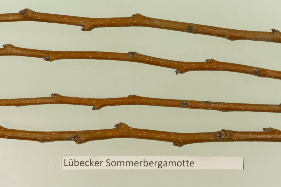 Lübecker Sommerbergamotte