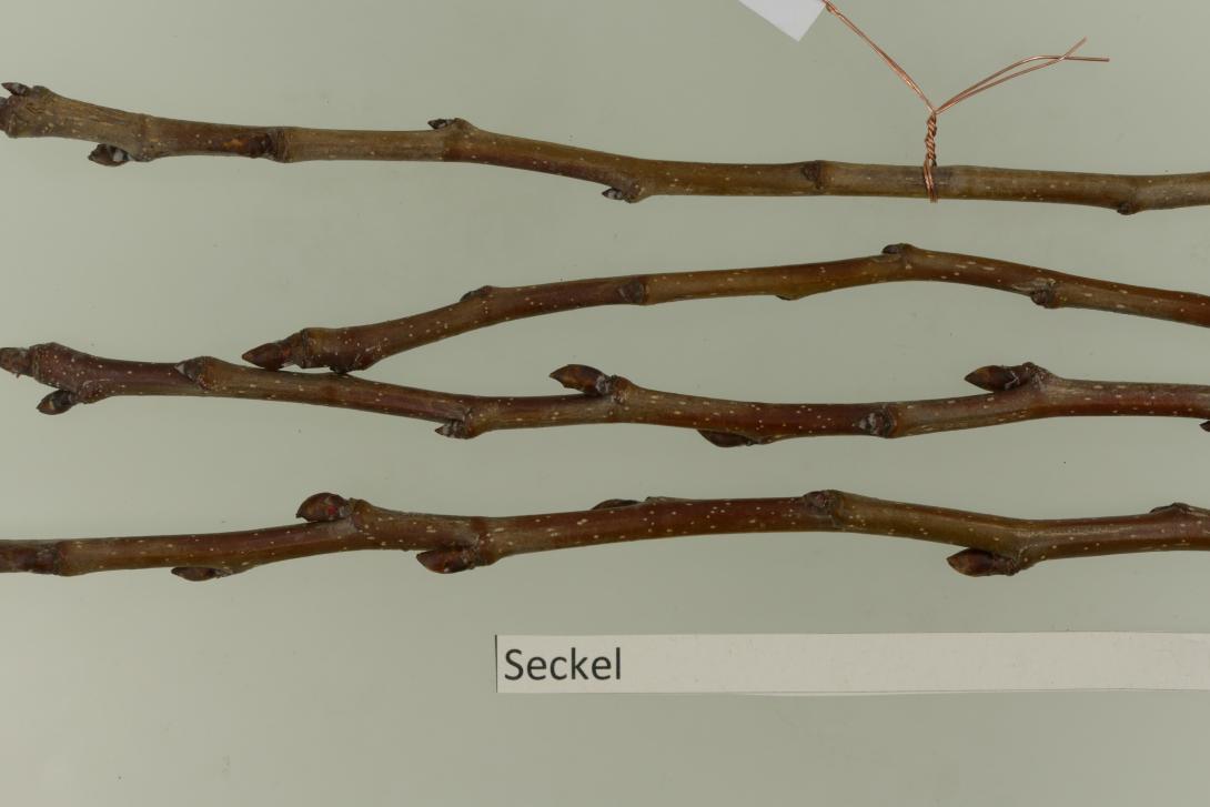 Seckel