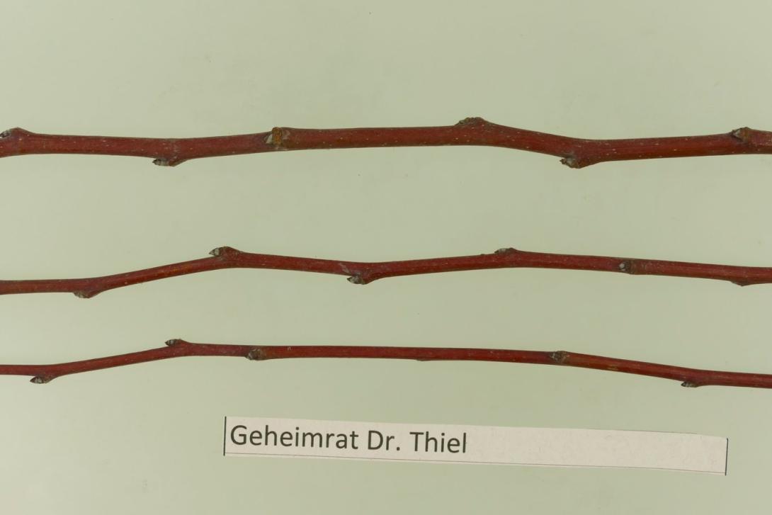 Geheimrat Dr. Thiel