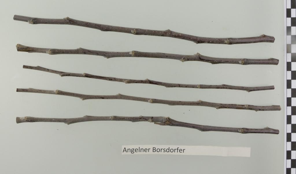 Angelner Borsdorfer