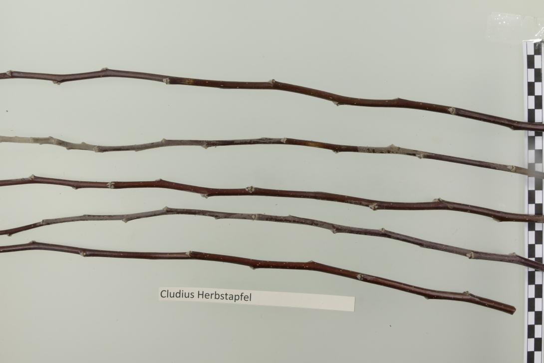 Cludius Herbstapfel