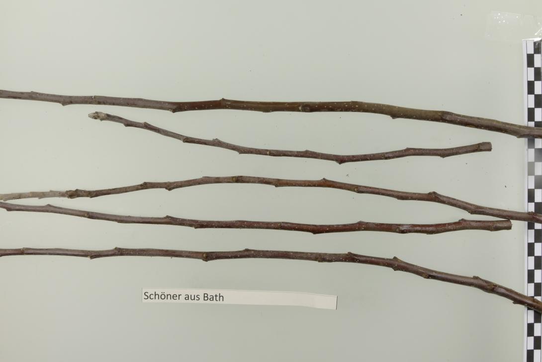 Schöner aus Bath