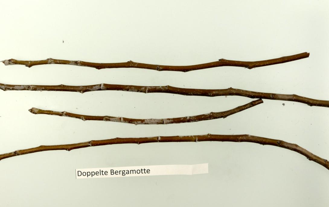 Doppelte Bergamotte