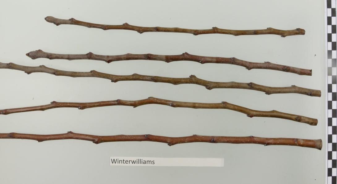 Winter Williams