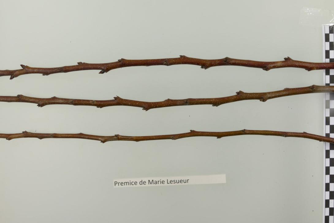 Premices de Maria Lesueur