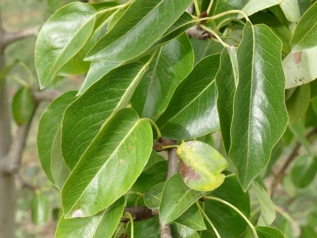 Bosc Flaschenbirne