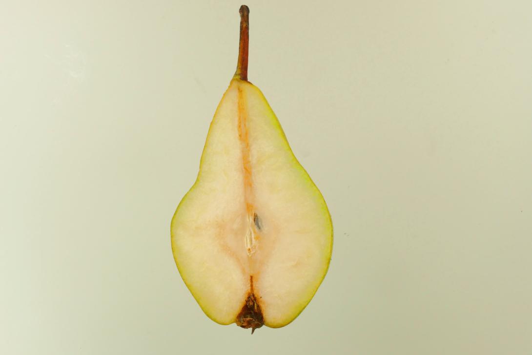 Schöne Angevine