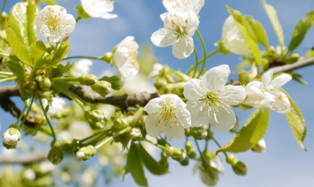 'Kunzes' Blüte