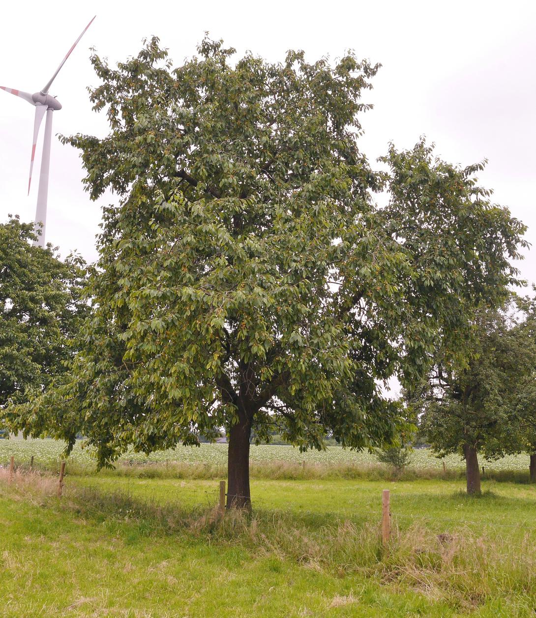 'Dönissens' Baum