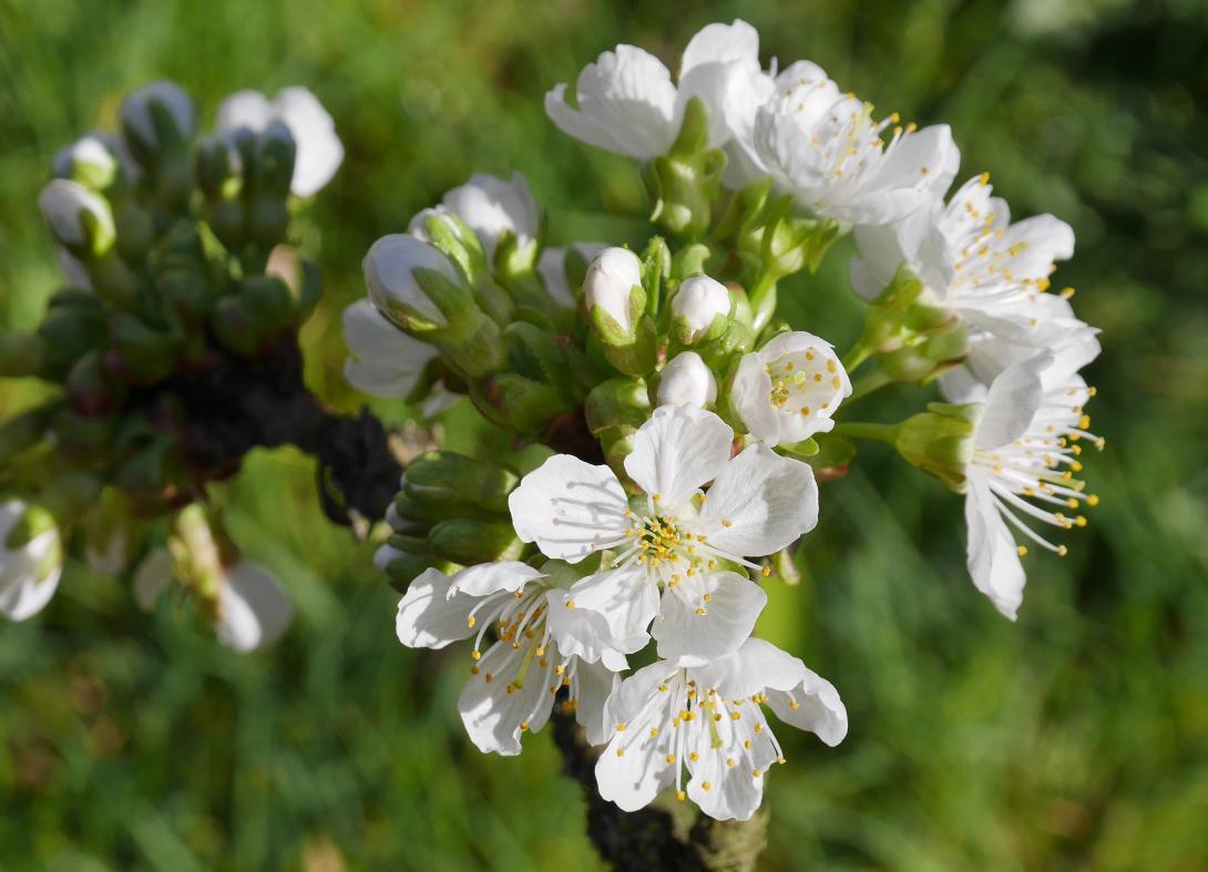 'Teickners' Blüte