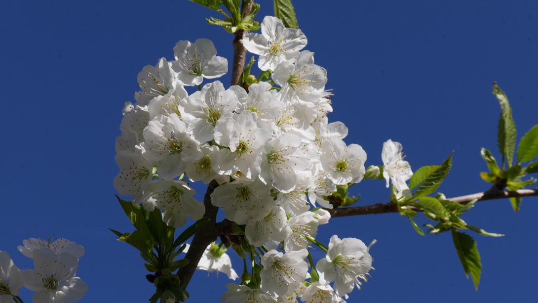 'Dönissens' Blüte