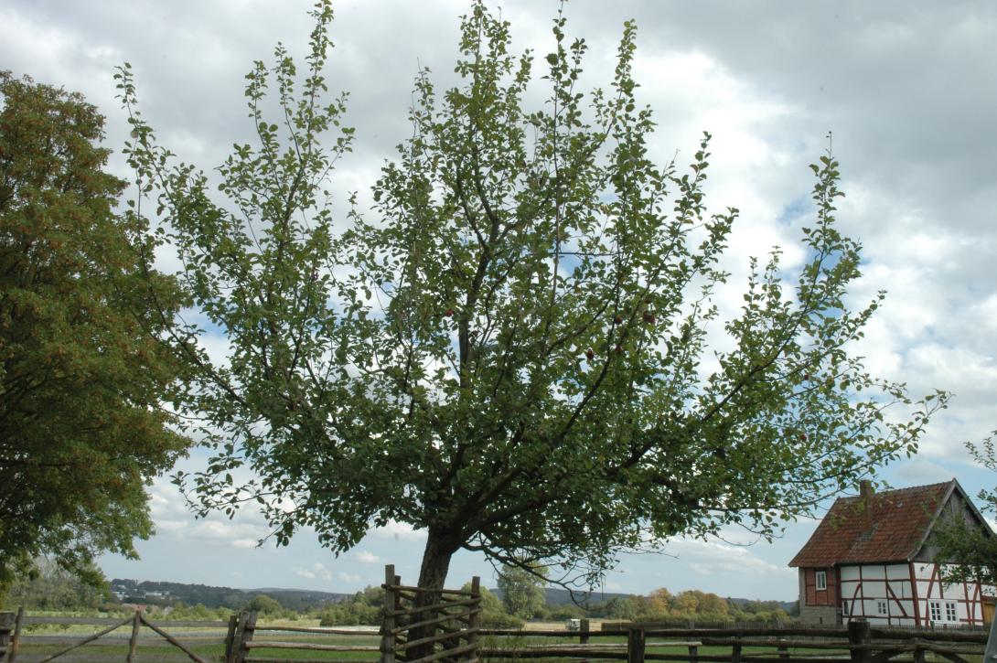 Paderborner Seidenhemdchen
