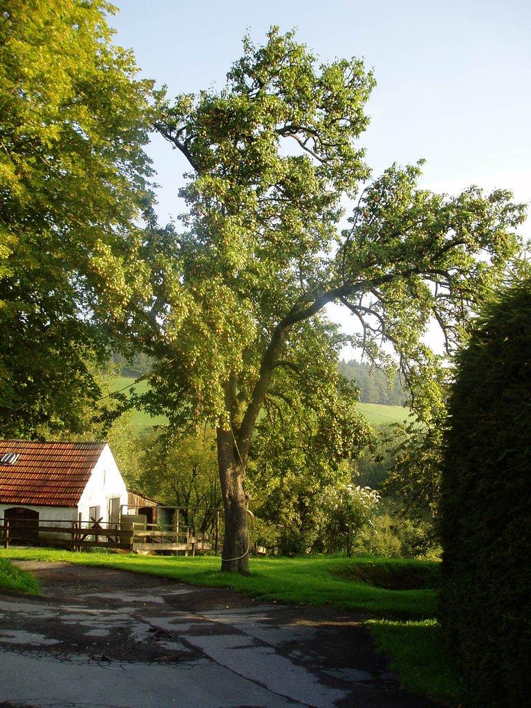 Plettenberger Herrenbirne