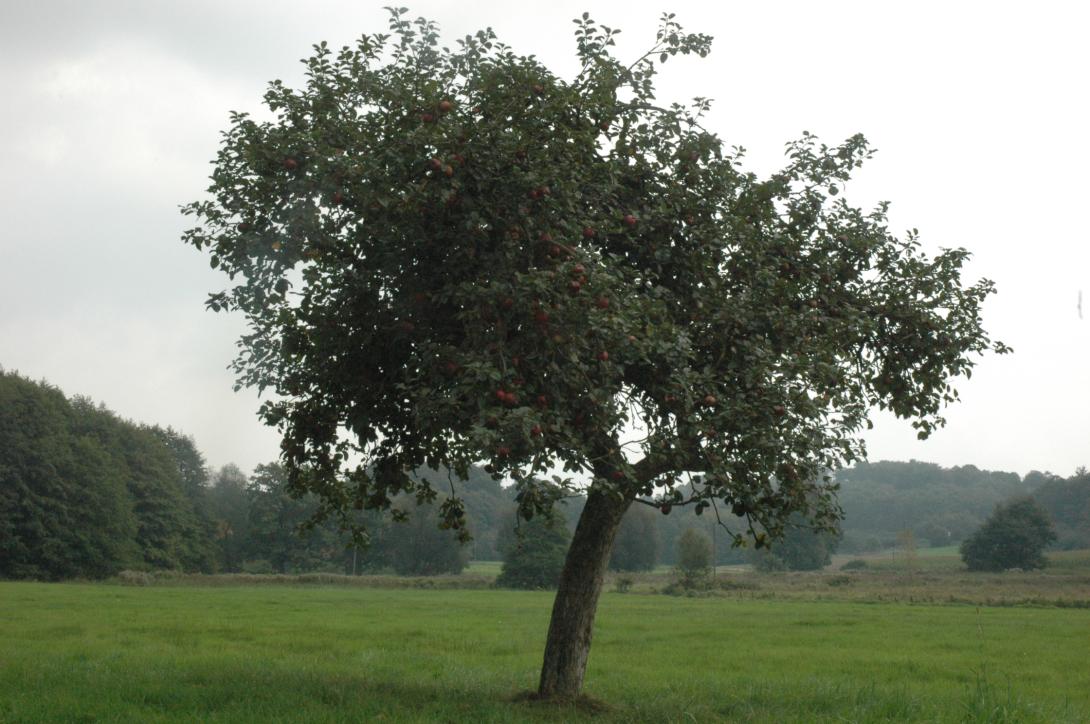 Roter Münsterländer Borsdorfer