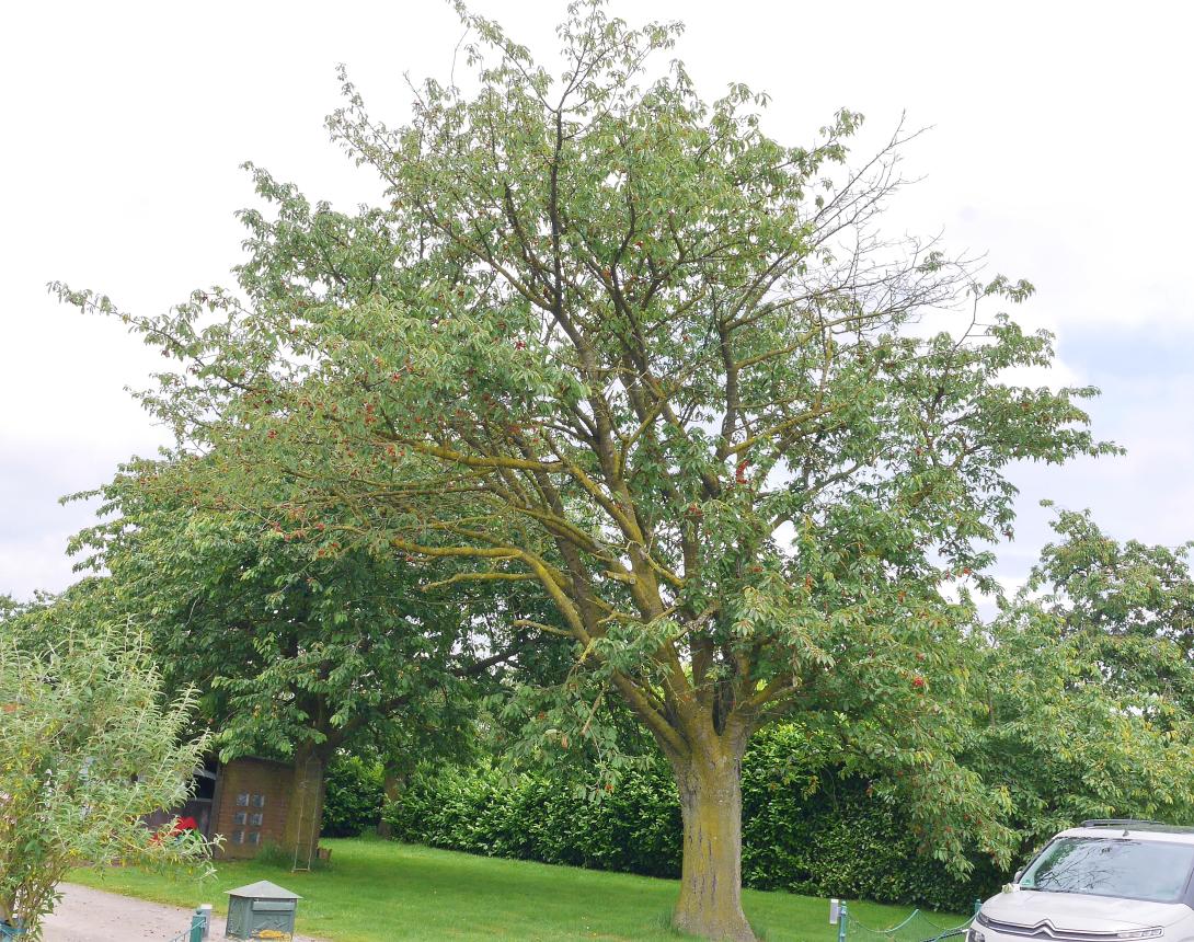 Baum Sahliser