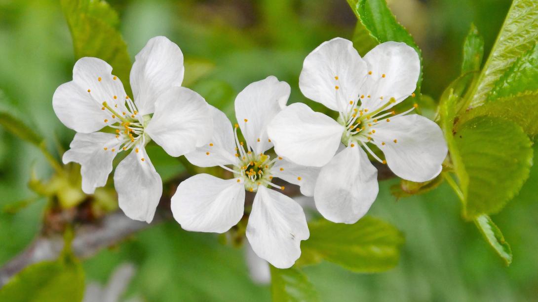 Sahliser Blüte