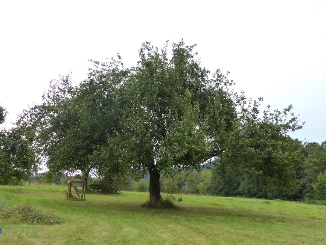 Siebenschläfer Baum im Laub