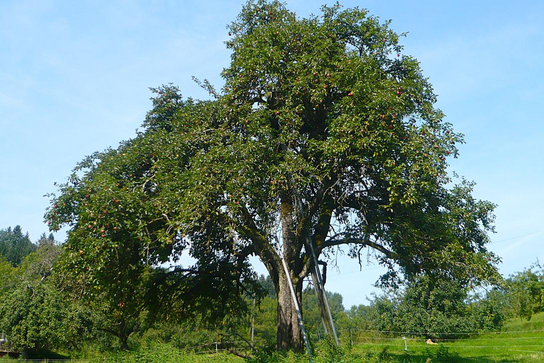 Baum im Laub
