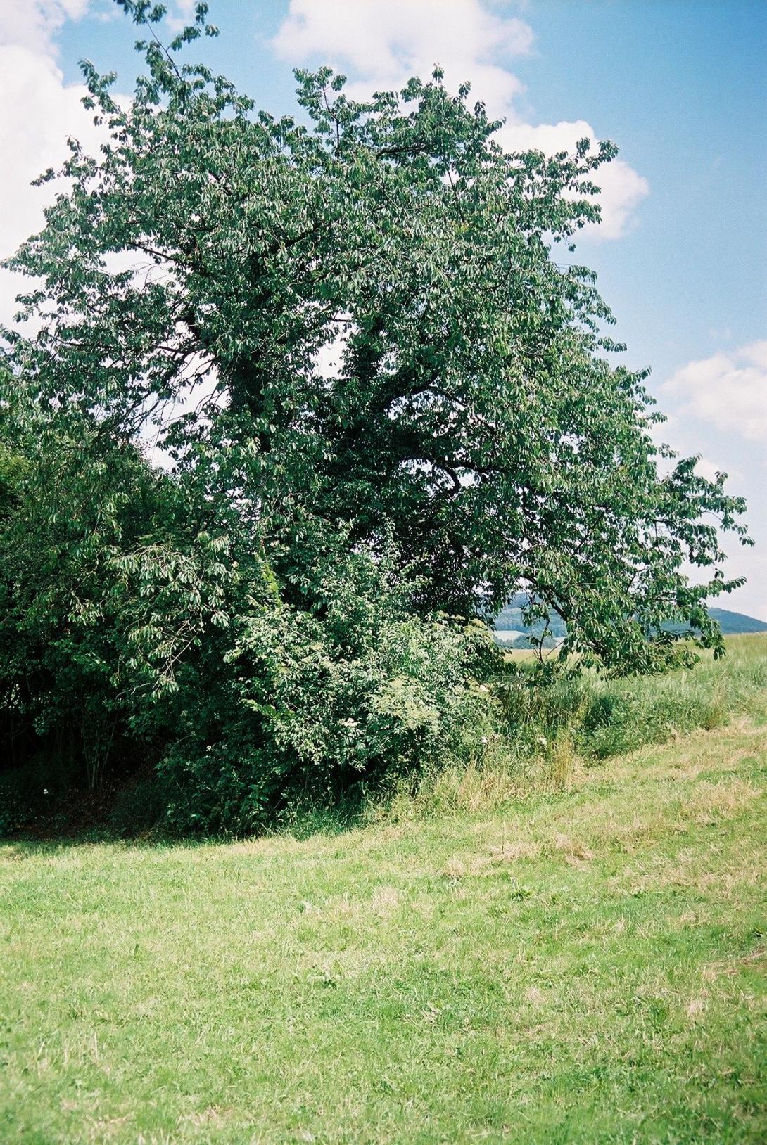 Tilgeners Rote Herkirsche (Baum in Hagen a.T.W.)