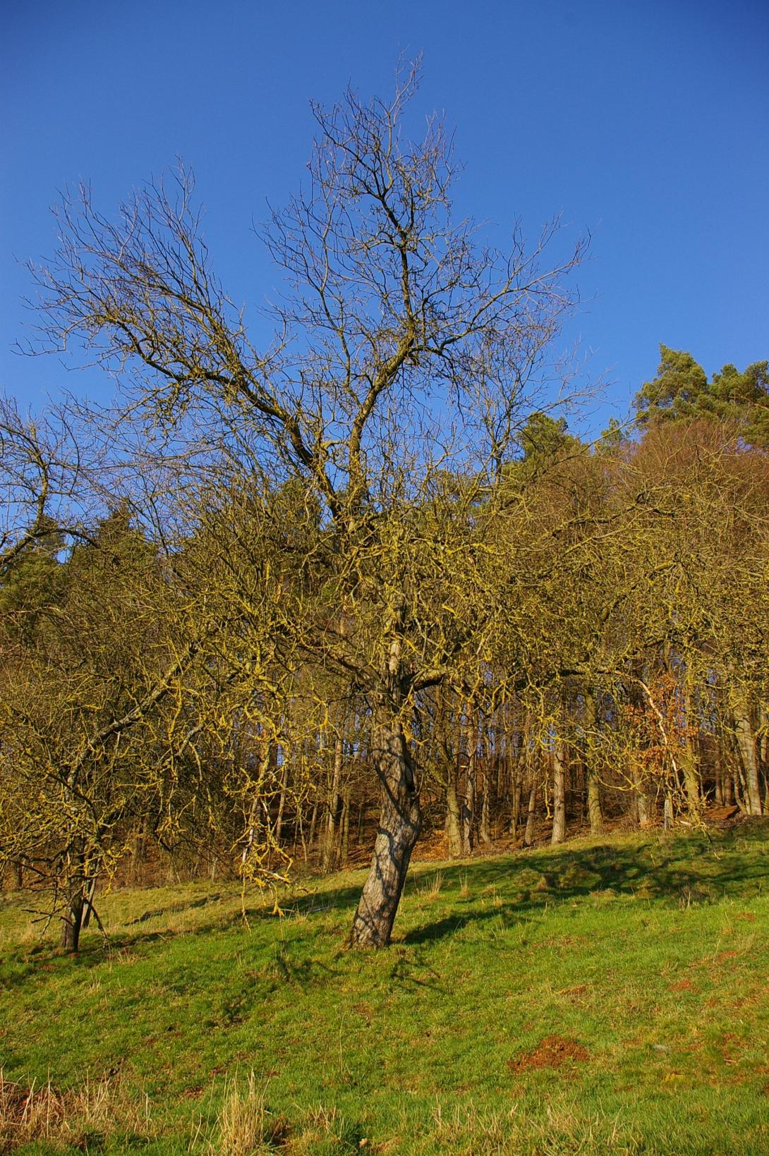Großer Borsdorfer aus Udorf An (Foto Claudia Schluckebier)